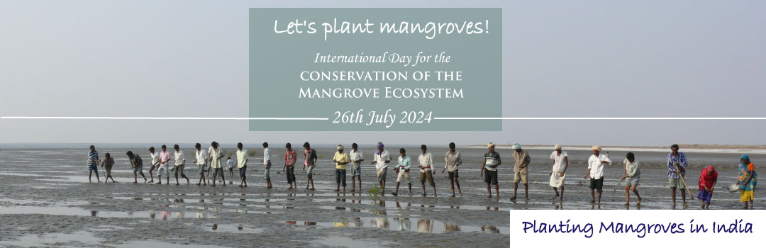 mangrove_day